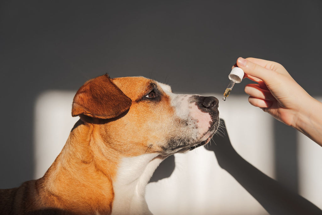 CBD Oil For Pets: The Pros and Cons