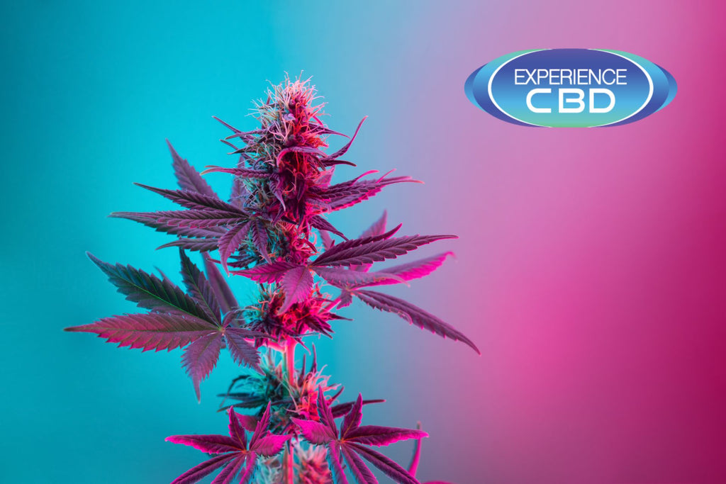 THCA vs Delta-9 THC: Exploring the Differences and Benefits