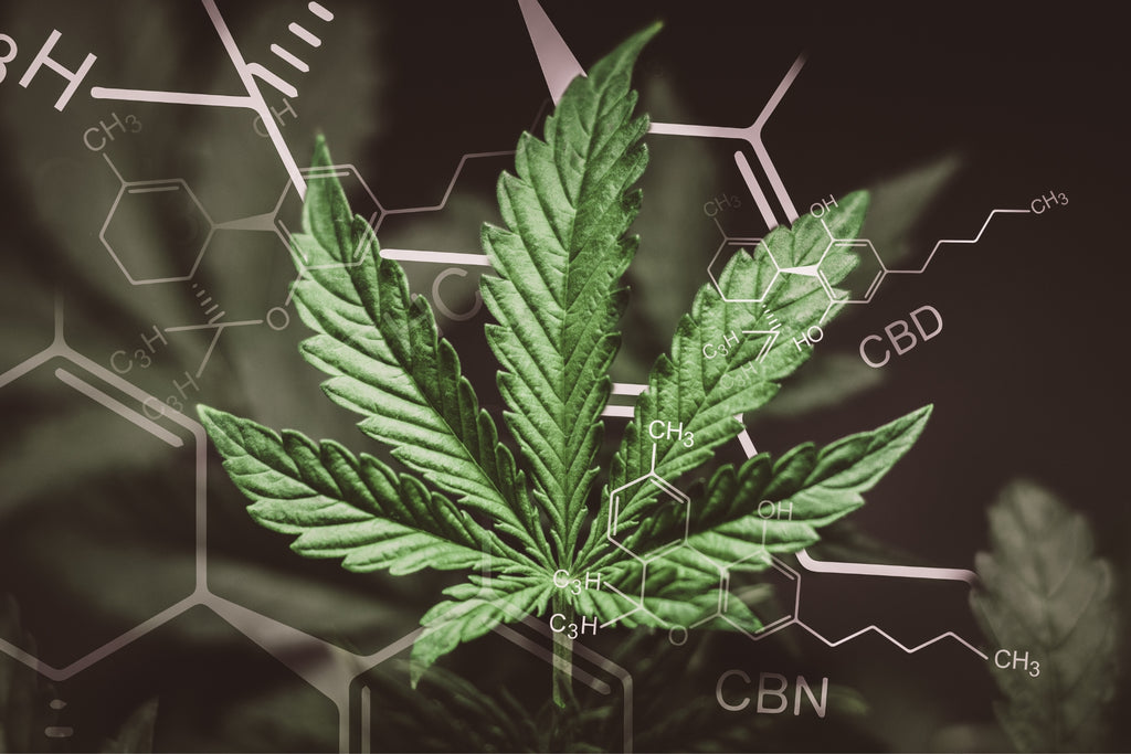 Navigating the Cannabinoid Spectrum: CBD vs. CBN and the Effects of CBN
